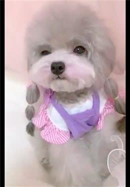 狗狗穿裙子扎辫子涂腮红，好像是一位小姑娘，长得也太好看了吧