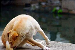 狗狗为什么要追着“尾巴”咬？背后是有原因的