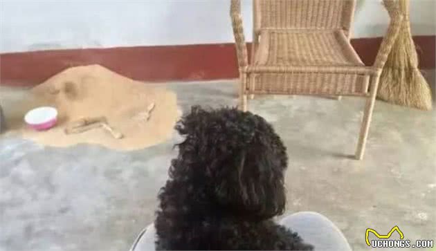 你家狗子破坏过最贵的东西是什么？