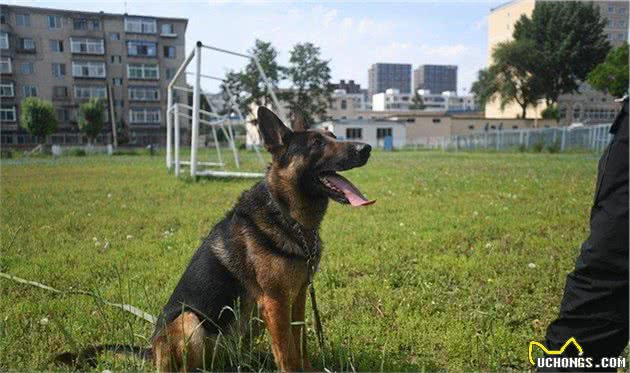 33万买一只淘汰警犬，买的是什么