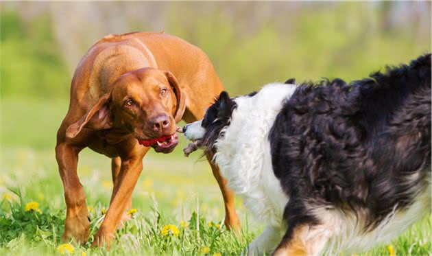狗狗咬合力最厉害的前10名，比特犬居然不在榜上