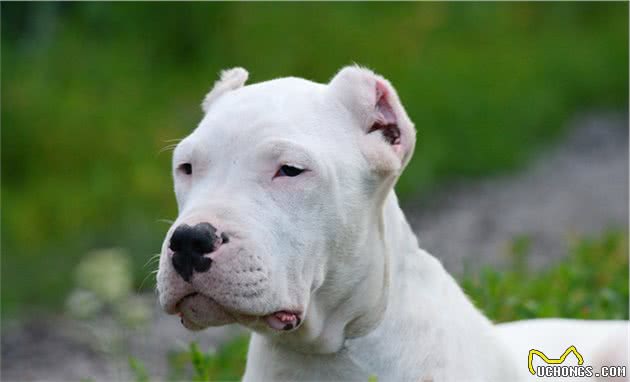 狗狗咬合力最厉害的前10名，比特犬居然不在榜上