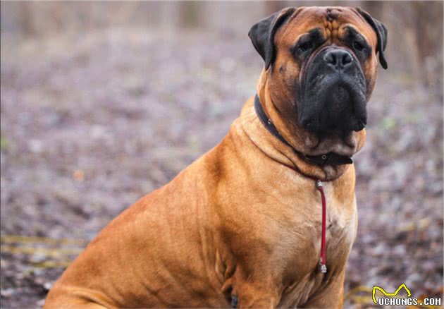 狗狗咬合力最厉害的前10名，比特犬居然不在榜上