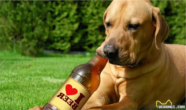 狗狗咬合力最厉害的前10名，比特犬居然不在榜上