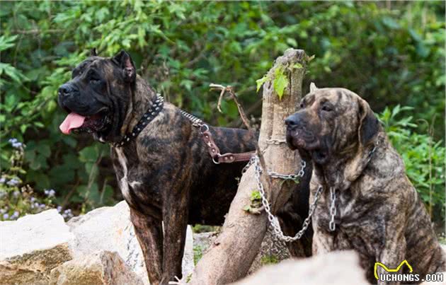 狗狗咬合力最厉害的前10名，比特犬居然不在榜上