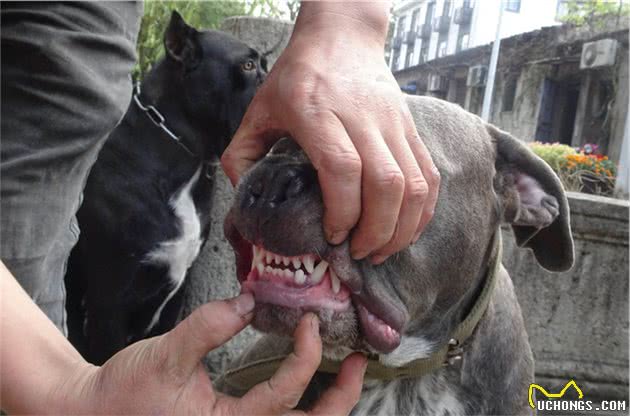 狗狗咬合力最厉害的前10名，比特犬居然不在榜上