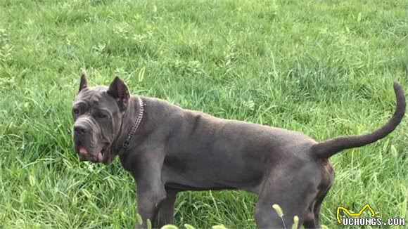 狗狗咬合力最厉害的前10名，比特犬居然不在榜上