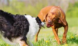 狗狗咬合力最厉害的前10名，比特犬居然不在榜上