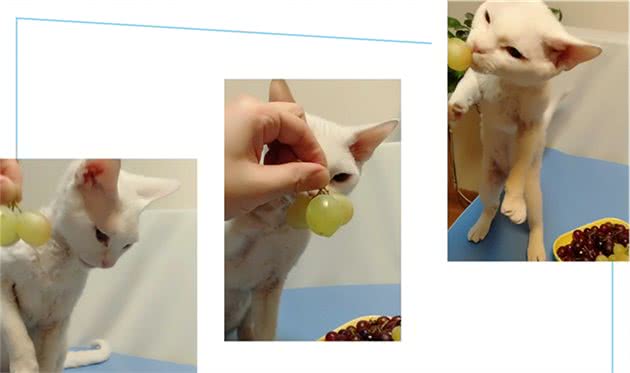 猫咪能不能吃葡萄？|抢吃葡萄的德文猫给养猫人的启发