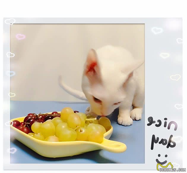 猫咪能不能吃葡萄？|抢吃葡萄的德文猫给养猫人的启发