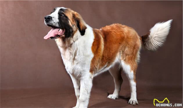 波利犬好咬人吗？非常的忠实于主人