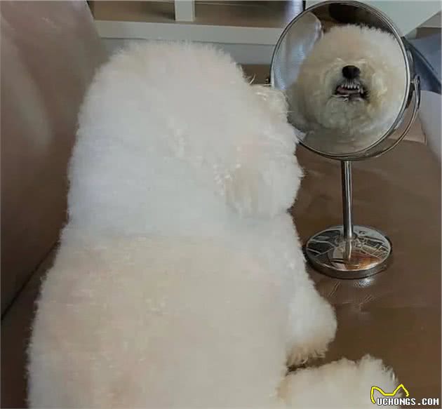 最靓的仔！狗狗被自己的盛世美颜吸引，笑的牙花子都露出来了？