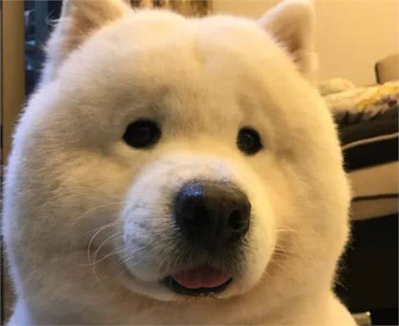 狗狗真正爱你，会有这几个举动，一目了然