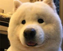 狗狗真正爱你，会有这几个举动，一目了然
