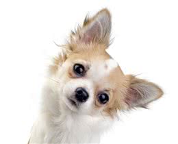 养吉娃娃犬有什么好处？