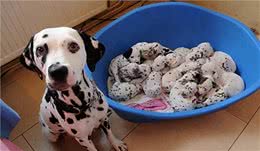 狗狗超级“有安全感”的5种表现，你家狗中了几条？