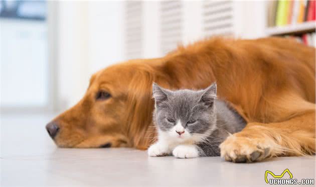 猫狗呕吐别以为是小毛病，其实是宠物身体出现问题发出的预警！