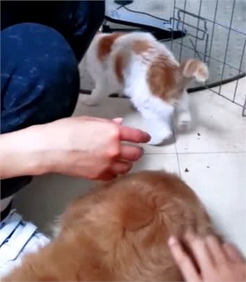 出门遛狗，偶遇一只因病被遗弃的加菲猫，网友的做法非常暖心