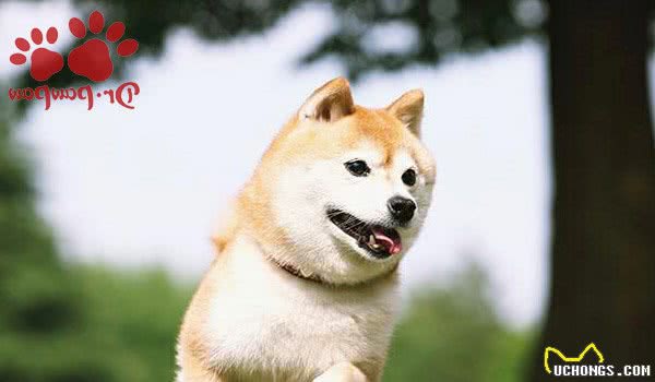 狗狗皮肤病5大原因与注意事项