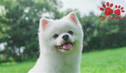 狗狗皮肤病5大原因与注意事项