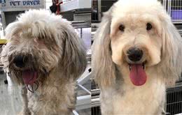 古代牧羊犬流浪20KM变泥巴狗！饲主用这招寻回它的笑容