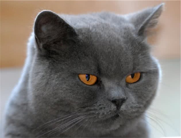 饲养英短猫，牢记这5“不要”，一生受益