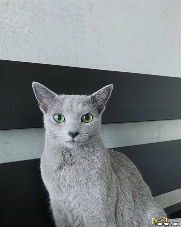 这可能是世界上最优雅的猫！你想养一只吗？