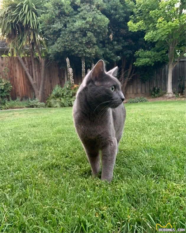 这可能是世界上最优雅的猫！你想养一只吗？