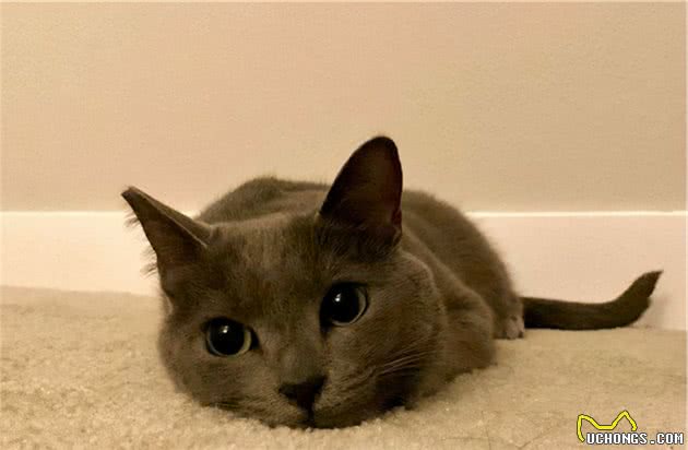 这可能是世界上最优雅的猫！你想养一只吗？