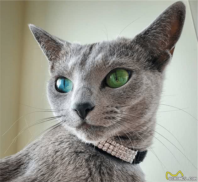 这可能是世界上最优雅的猫！你想养一只吗？