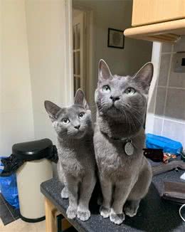 这可能是世界上最优雅的猫！你想养一只吗？