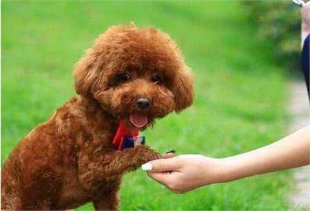 训练泰迪犬的“黄金时期”，千万不要错过