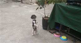 狗狗日常喂养