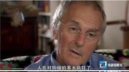 纯种狗的悲哀：人类知道不能近亲繁殖，却强迫狗狗回交