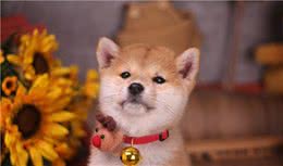 柴犬饮食禁忌！不看不知道，一看吓s狗