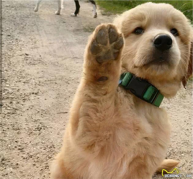 金毛犬身上有这5个特征，说明爬满了跳蚤，宠主要注意了