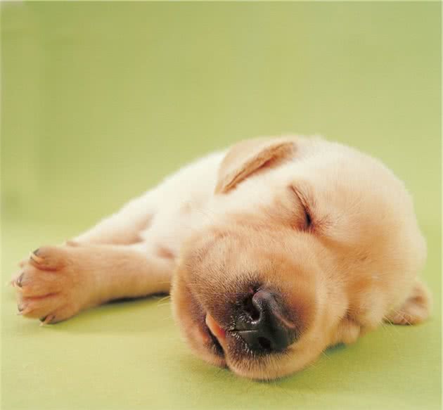 了解犬瘟热症状与治疗