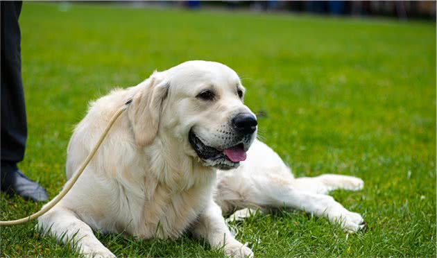 了解犬瘟热症状与治疗