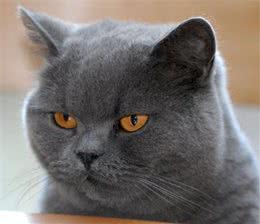 十大最受欢迎的宠物猫种类排行榜！