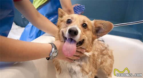 狗狗掉毛严重怎么办？这5招帮你搞定