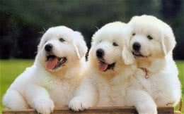 人的嘴比狗的嘴干净吗？