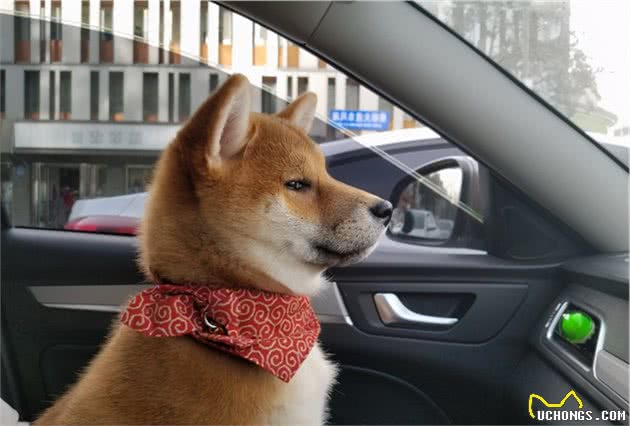 柴犬美毛吃什么狗粮？