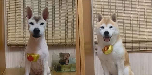 没有一只狗子能笑着从“美容店”走出来……