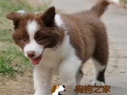 训练狗狗不抗拒进笼子的正确步骤