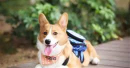 狗狗总喜欢“舔人嘴”的几大真相，你知道吗？