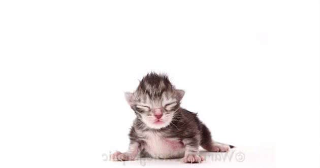 实拍缅因浣熊猫的成长记录，三个月大是最调皮可爱的！