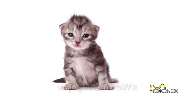 实拍缅因浣熊猫的成长记录，三个月大是最调皮可爱的！