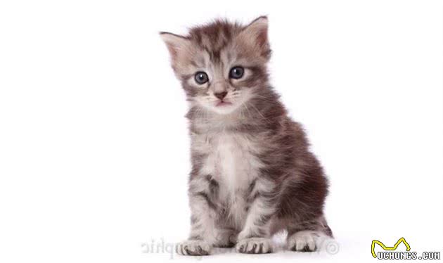 实拍缅因浣熊猫的成长记录，三个月大是最调皮可爱的！
