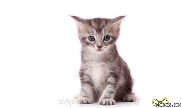 实拍缅因浣熊猫的成长记录，三个月大是最调皮可爱的！