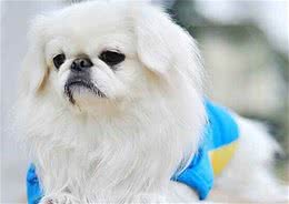 京巴犬漂亮又可爱，现在为啥少人养了呢？原因有七个